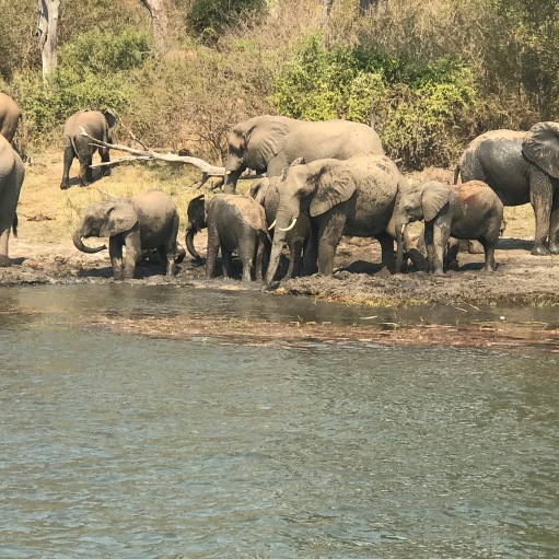 A herd of elephants on the riverbank