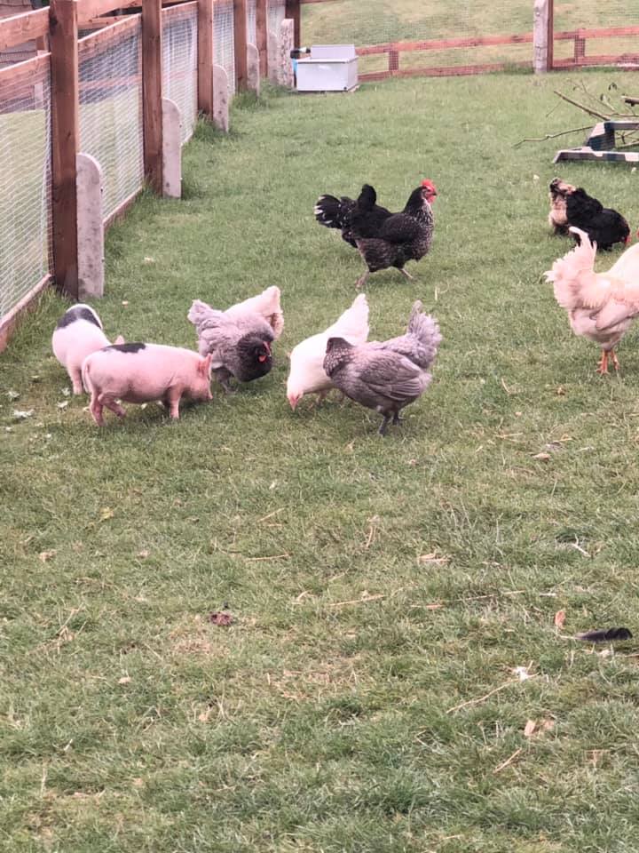 chickens and pigs